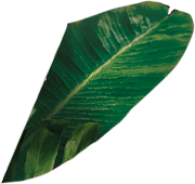 leaf