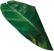 leaf